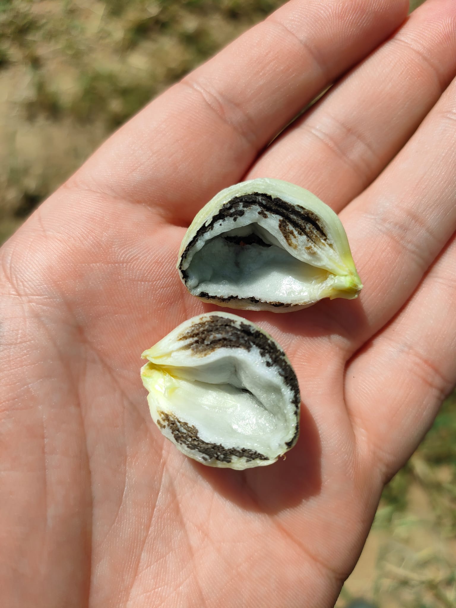 Rostlinolékařství 