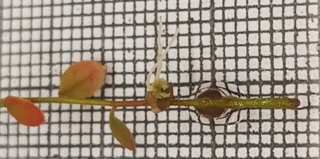 Šlechtění rostlin