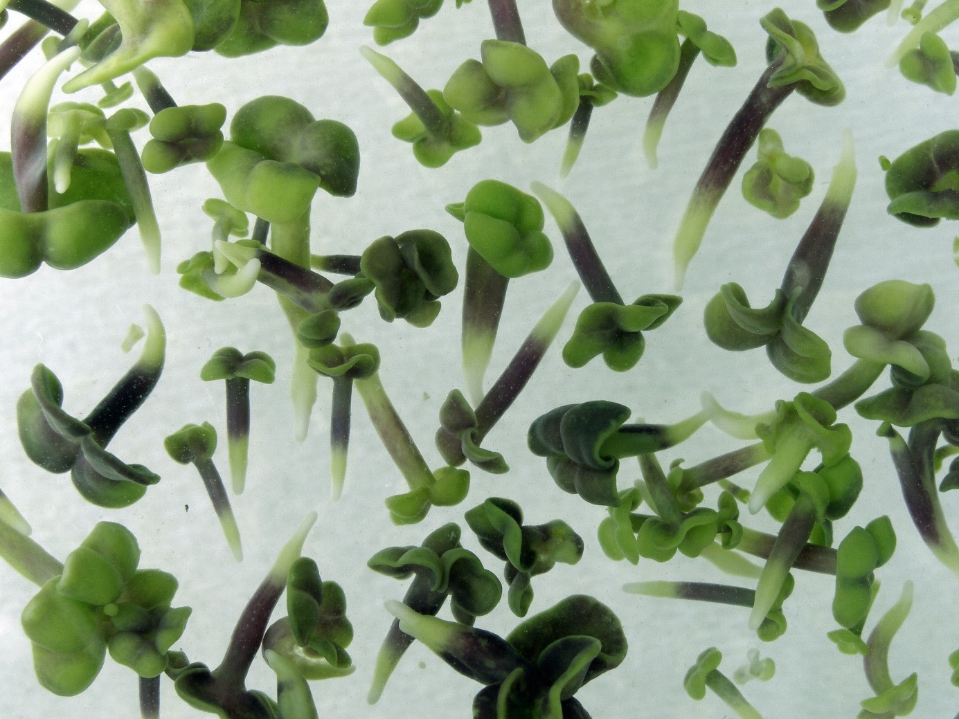 Šlechtění rostlin