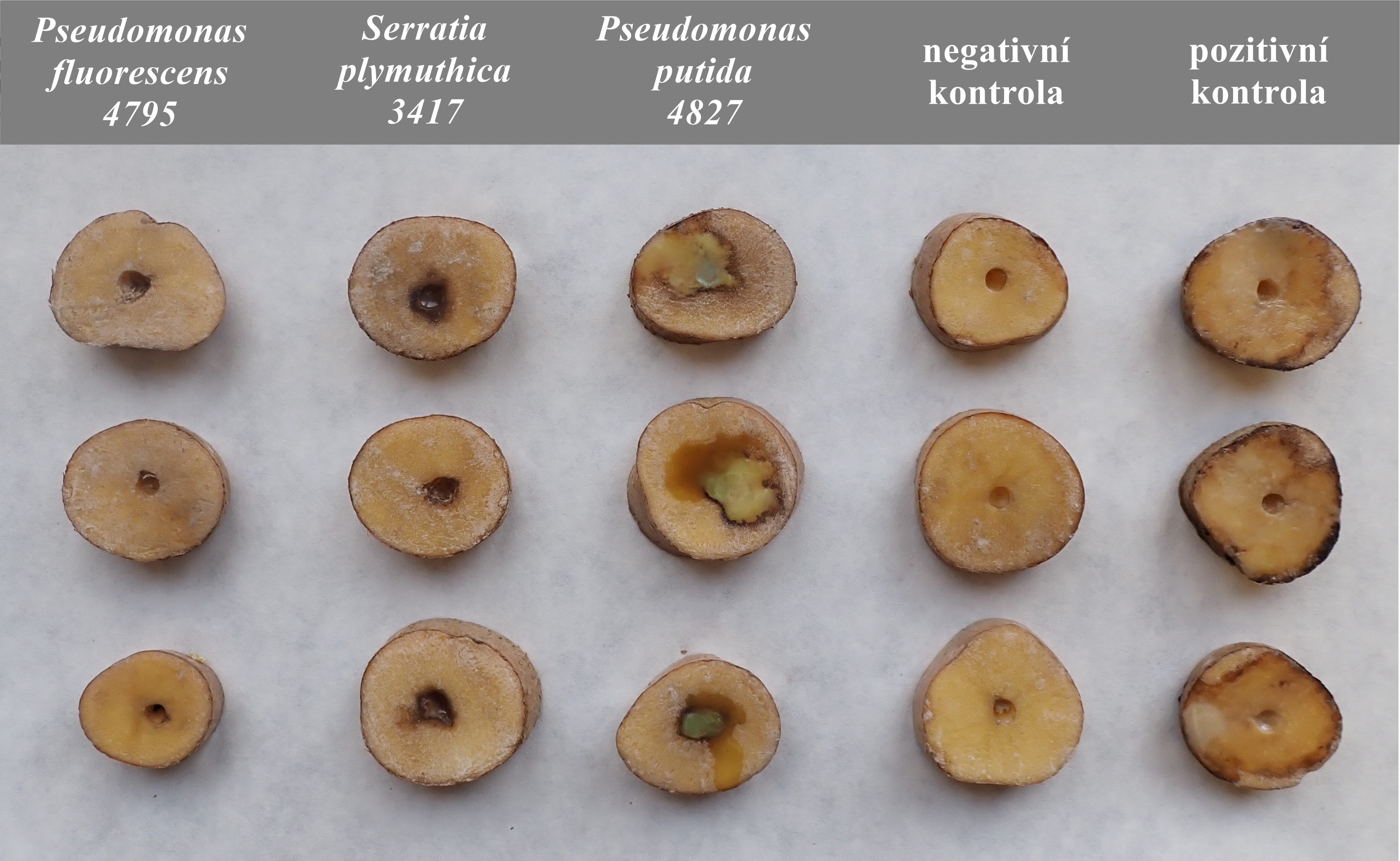 Rostlinolékařství 