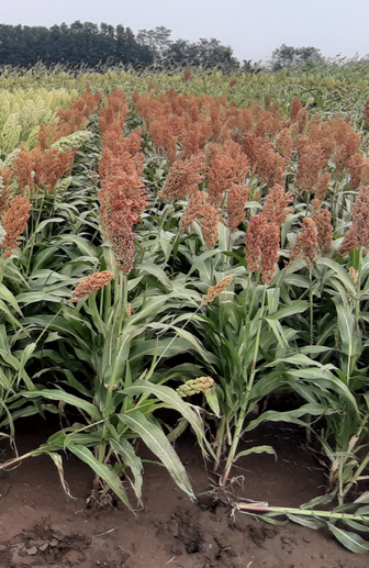 Šlechtění rostlin