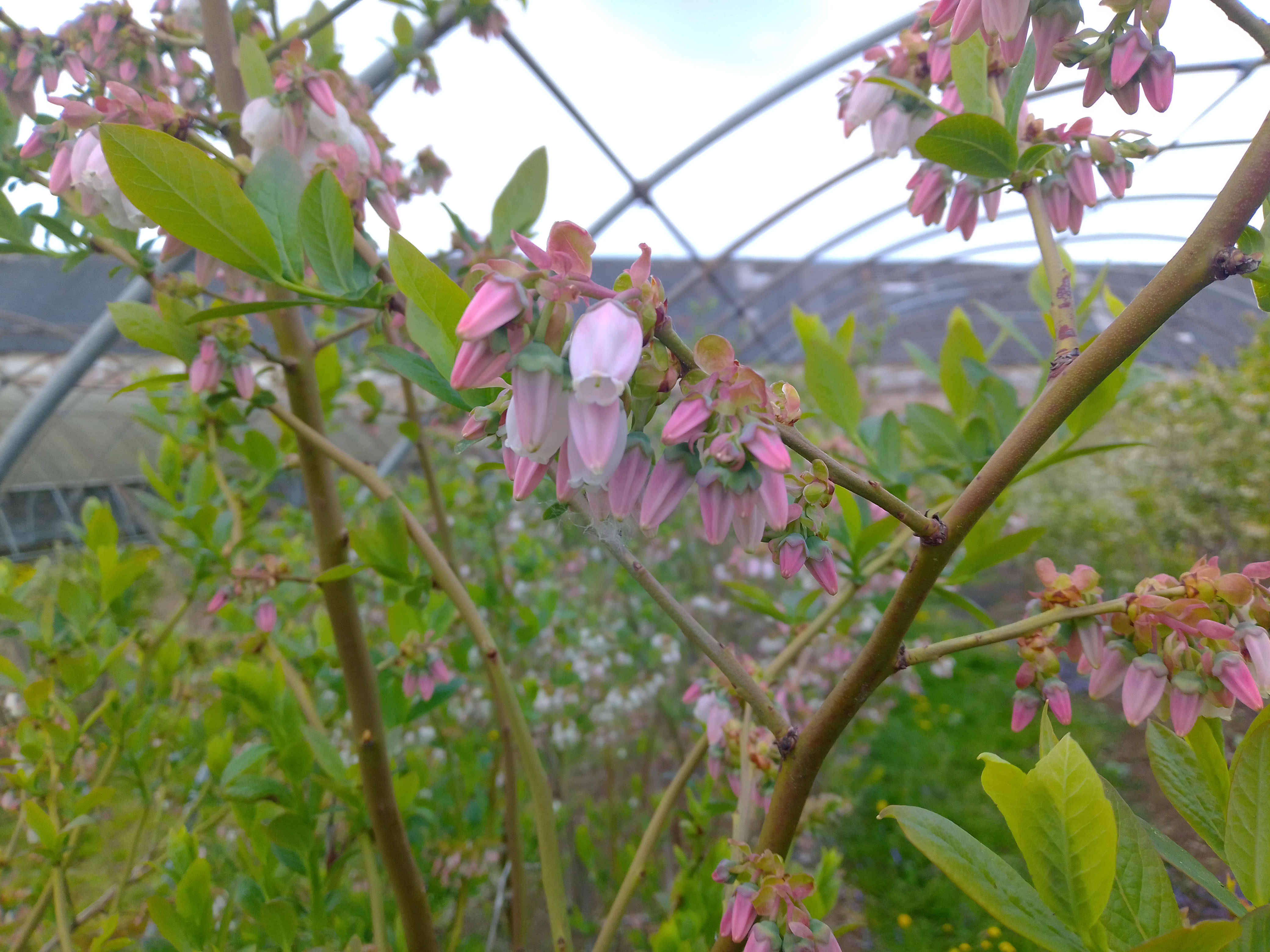 Rostlinolékařství 