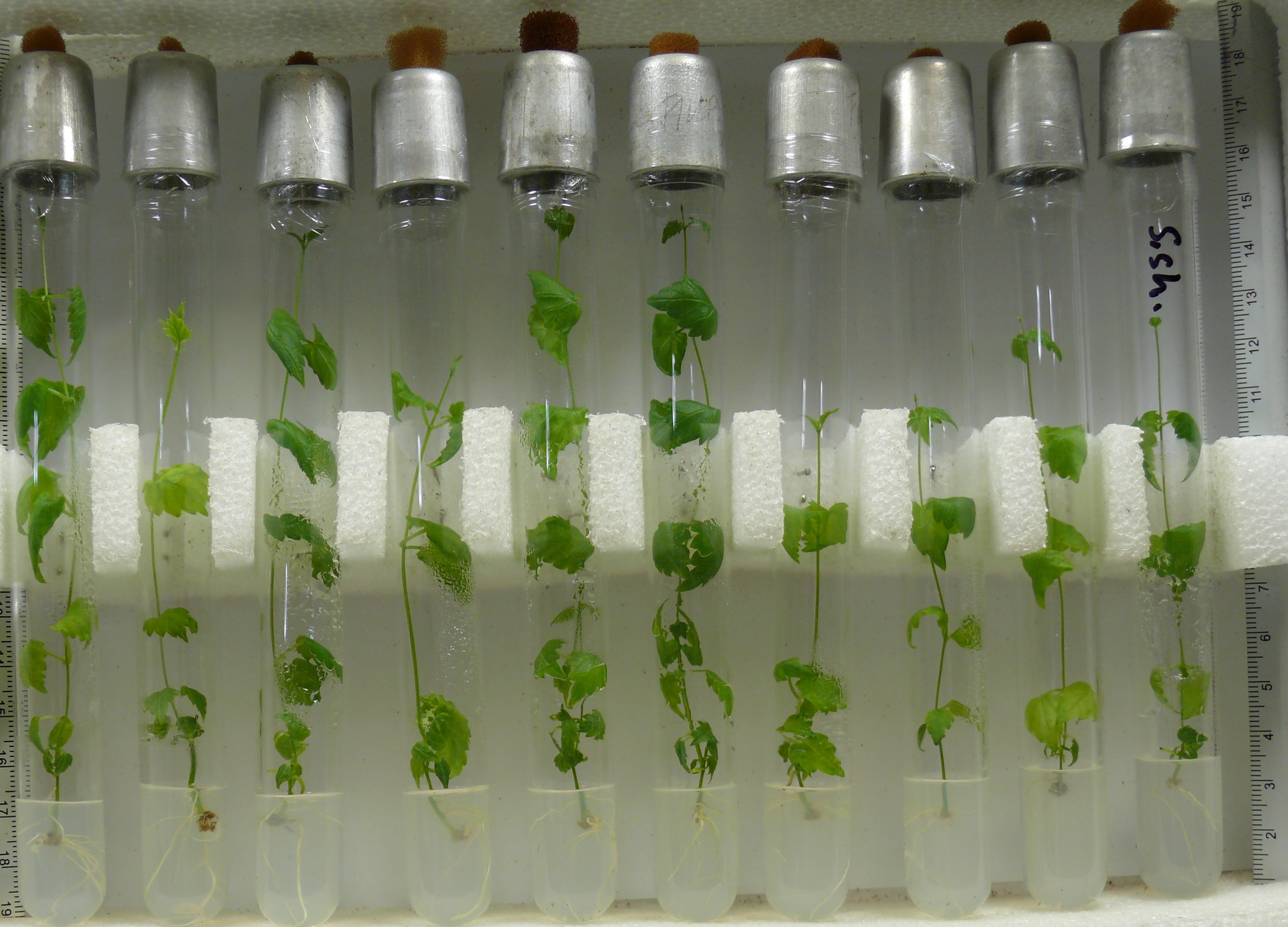 Šlechtění rostlin