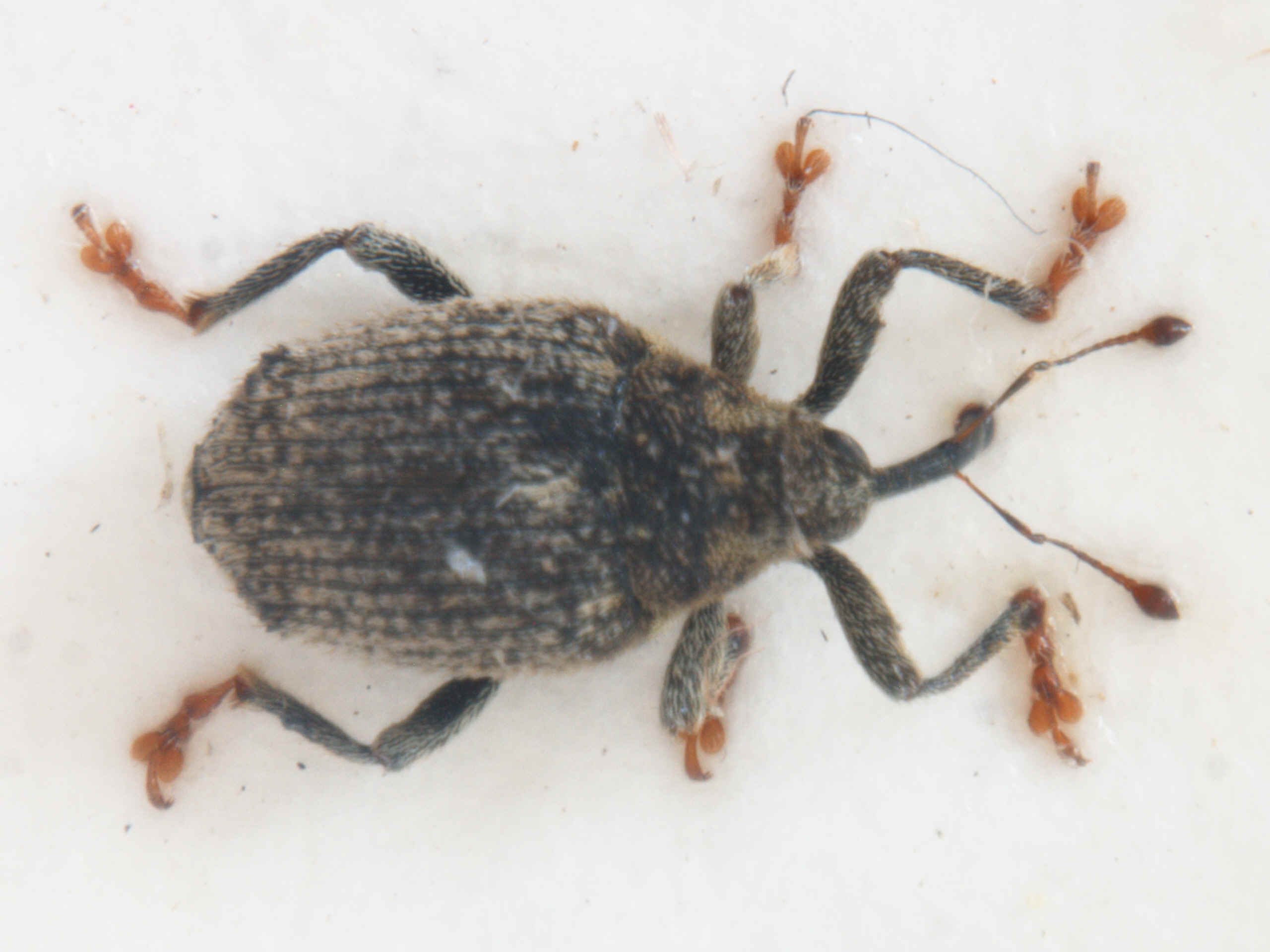 Rostlinolékařství 