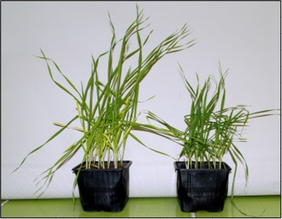 Šlechtění rostlin