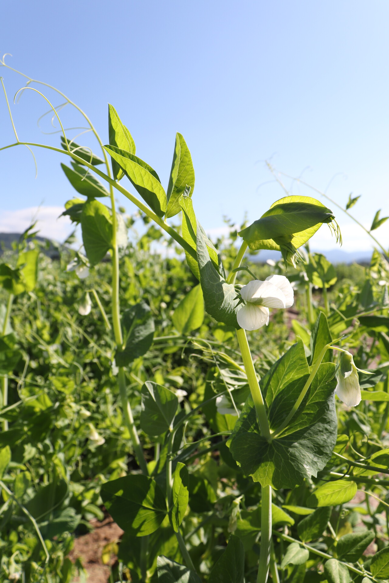 Kvalita a zpracování produktů