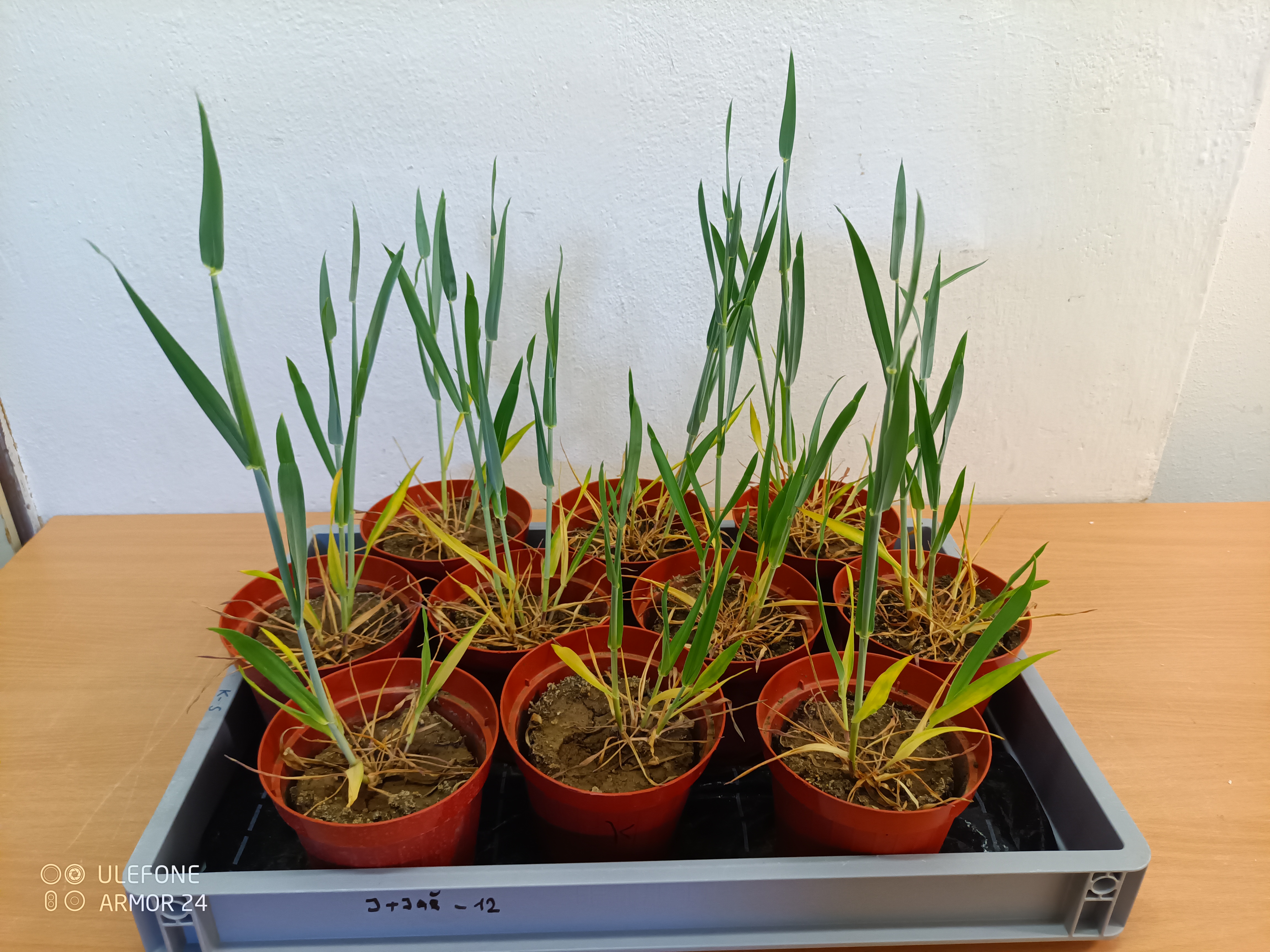 Šlechtění rostlin