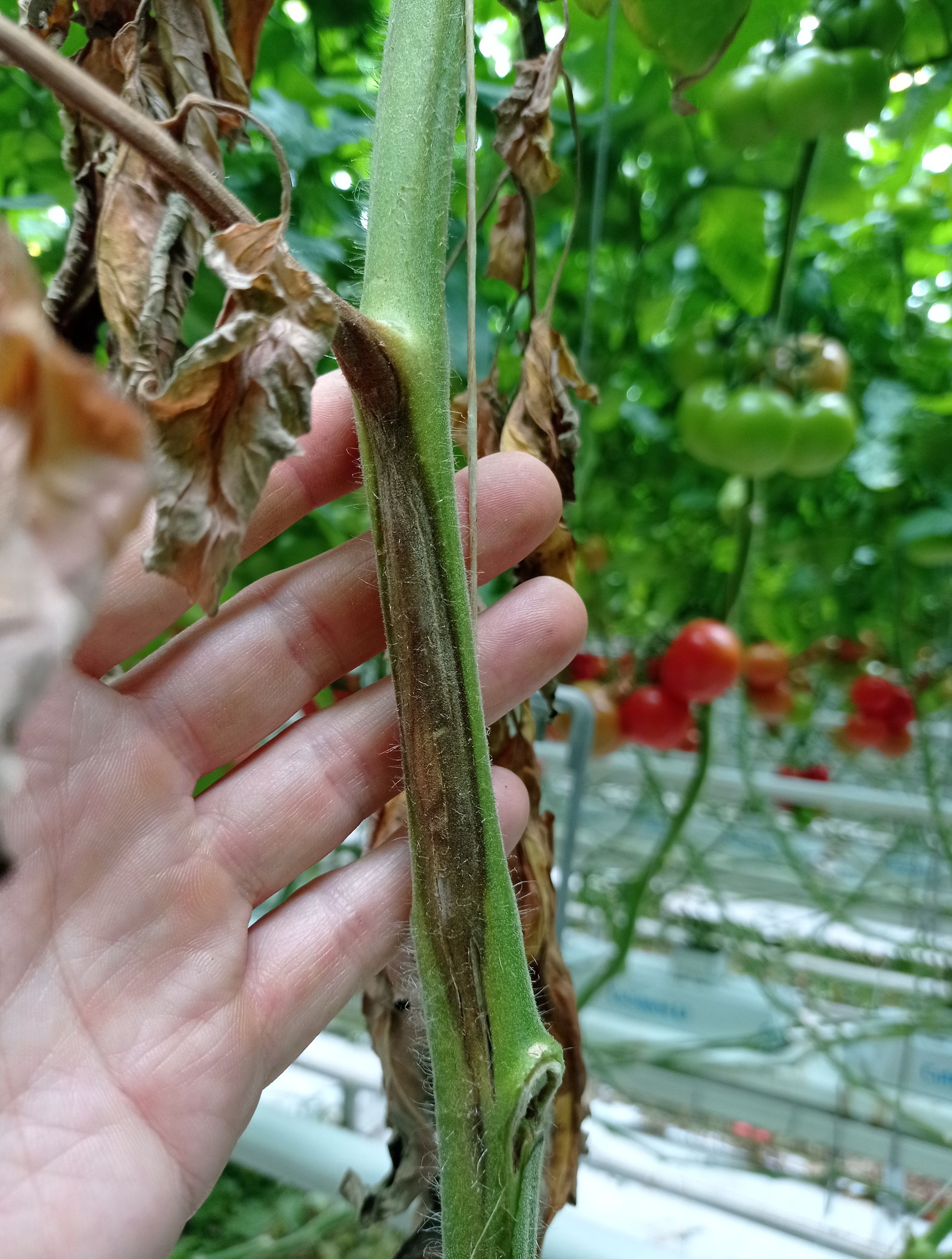 Rostlinolékařství 