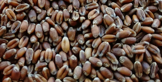 Technologie pěstování plodin a ekologie 