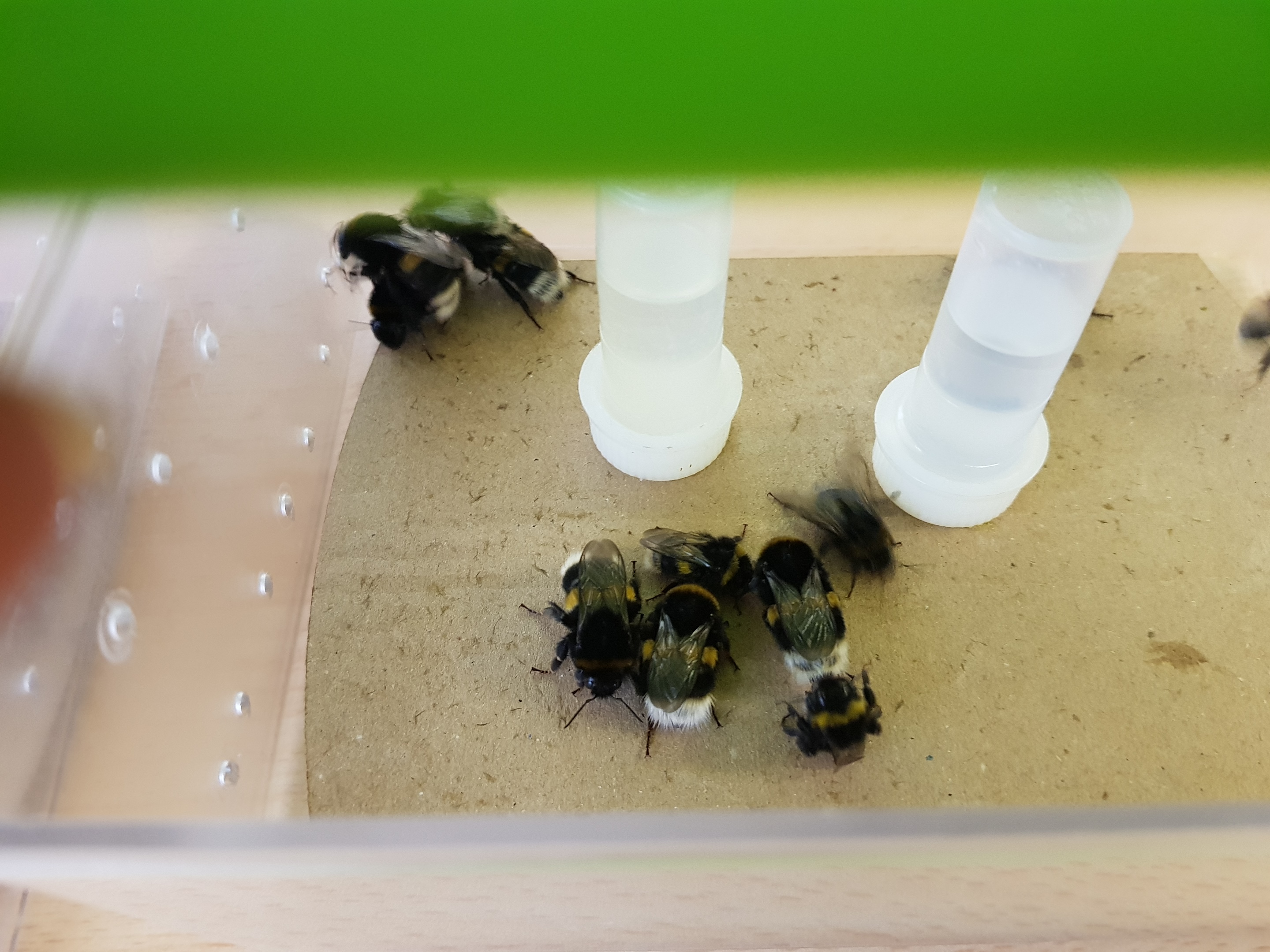 Nové možnosti záchrany reprodukčního úspěchu čmeláčích královen