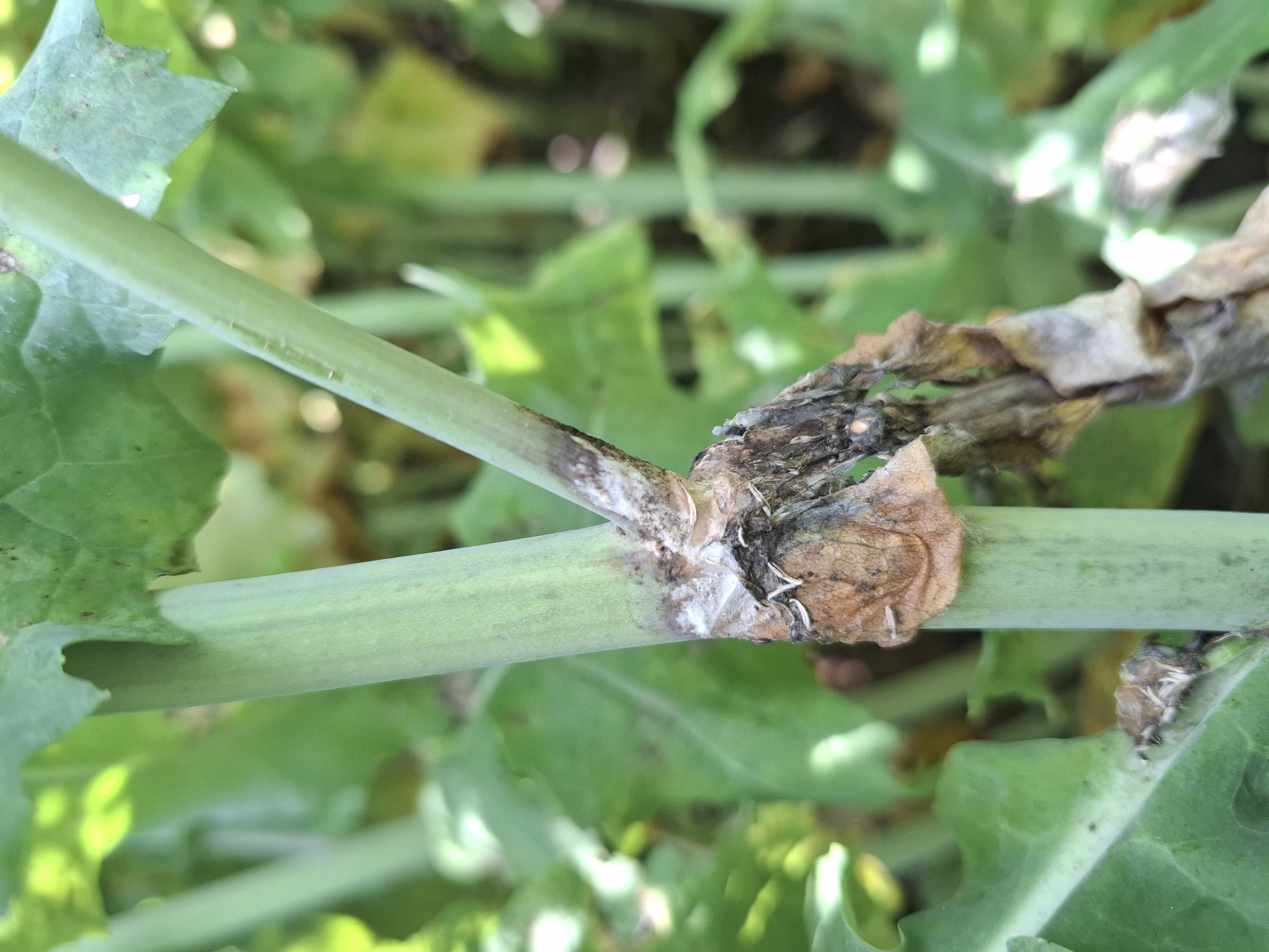 Rostlinolékařství 