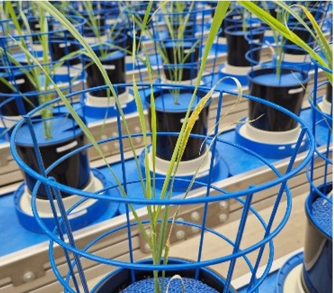 Technologie pěstování plodin a ekologie 